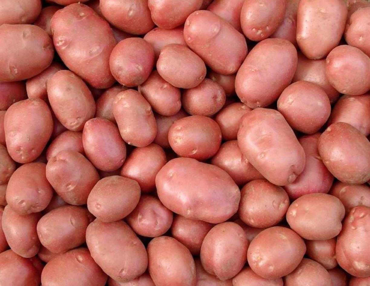Сорт картофеля "беллароза" – описание и характеристики