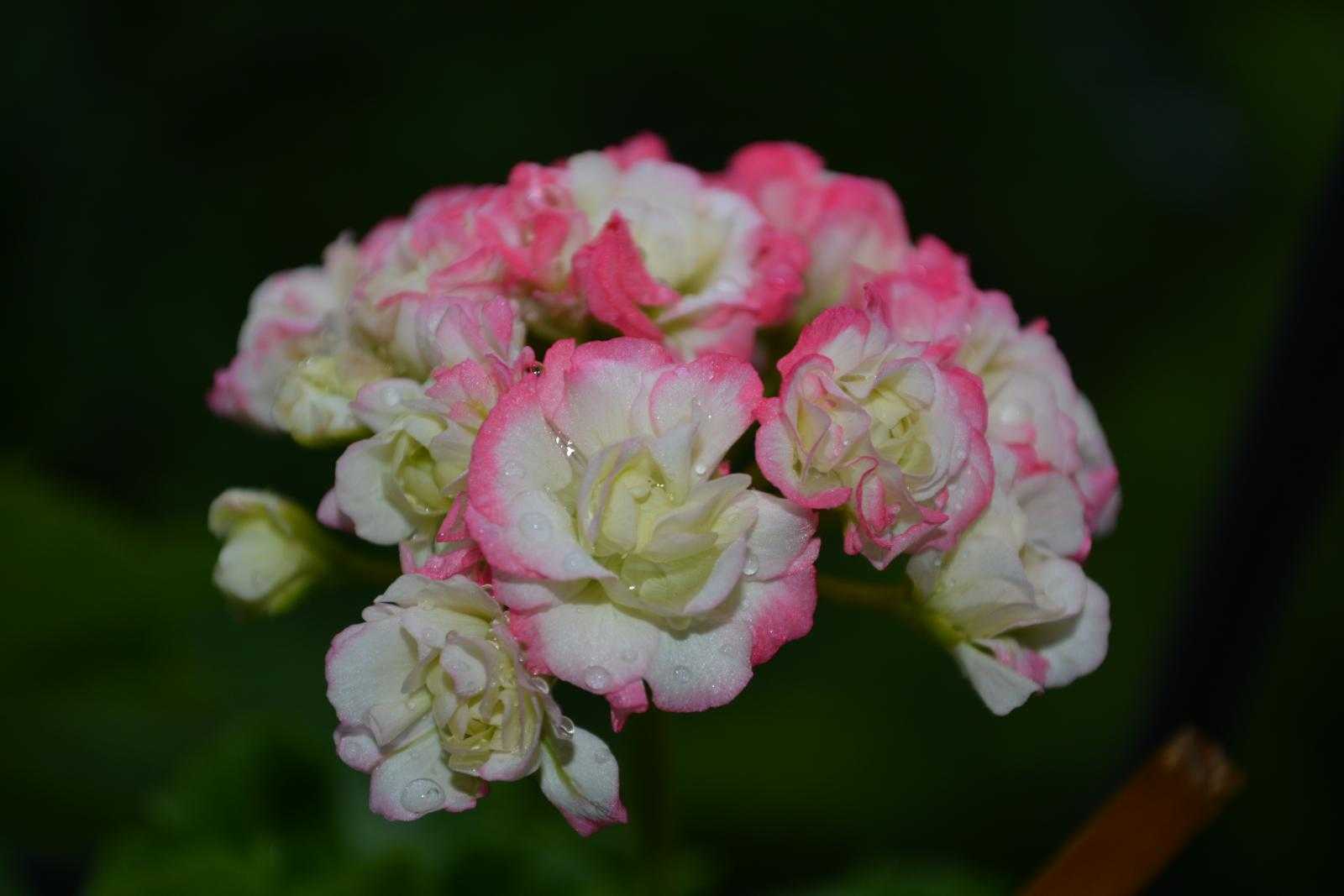 О пеларгонии fischers appleblossom (фишер аплеблоссом): описание сорта, уход