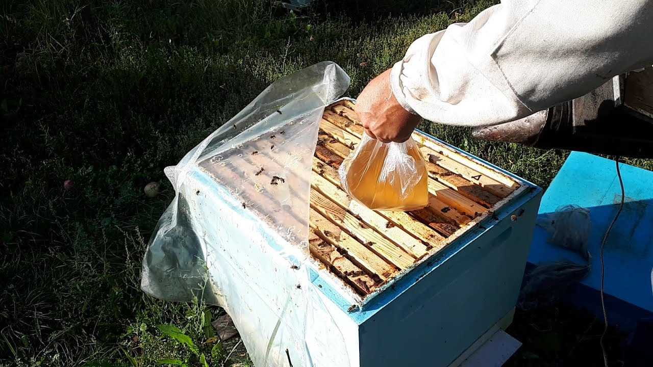 Подкормка пчел сахарным сиропом на зиму