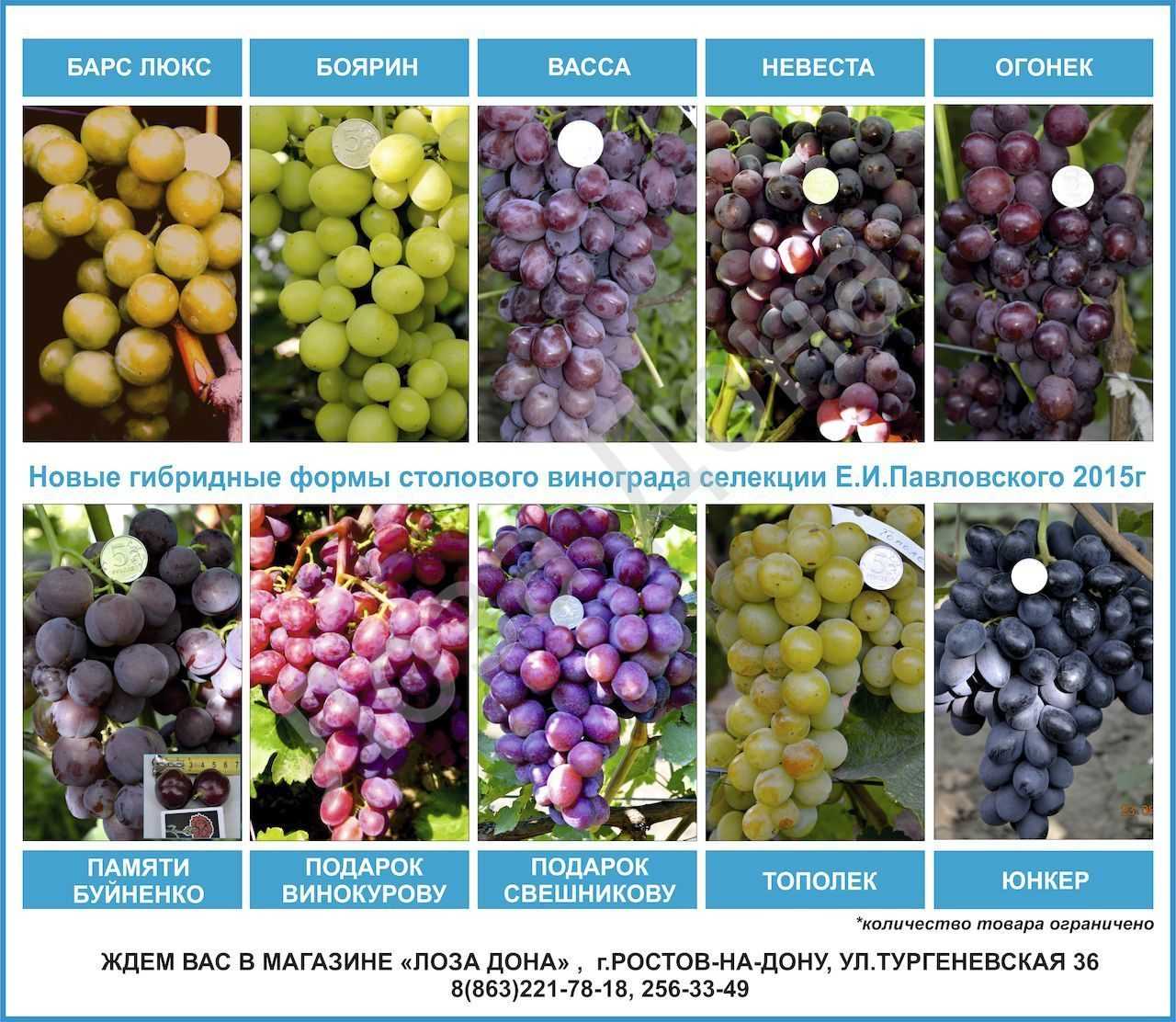 Купить кинельский виноград. Сорта винограда названия. Виноград разновидность сортов. Названия винограда с картинками. Популярные сорта винограда.