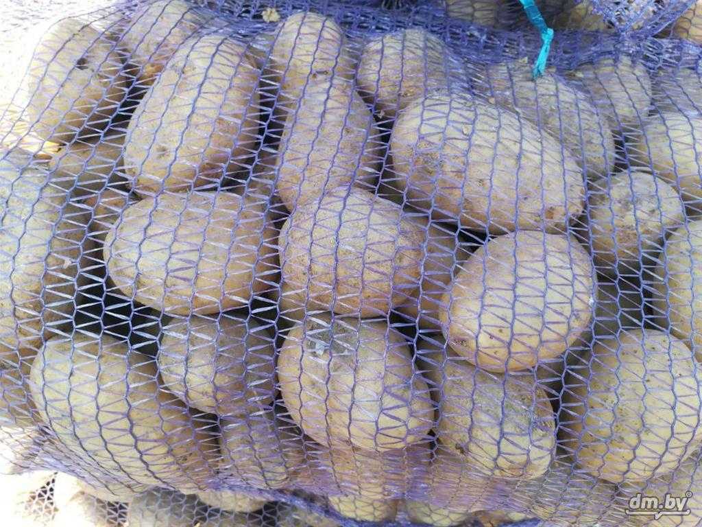Настоящее достижение селекционеров – сорт картофеля «серпанок»: описание, характеристики и фото