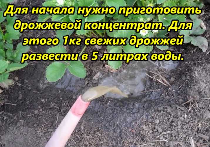 Дрожжевая подкормка для клубники: когда полить во время цветения и плодоношения