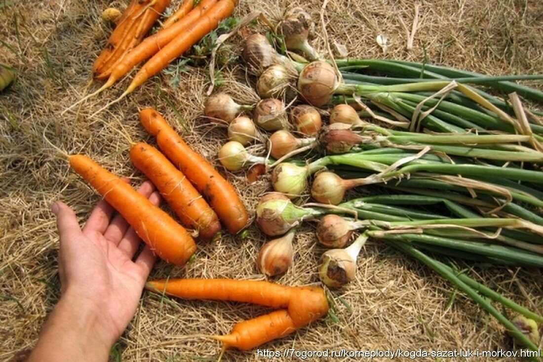 Картофель морковь лук чеснок