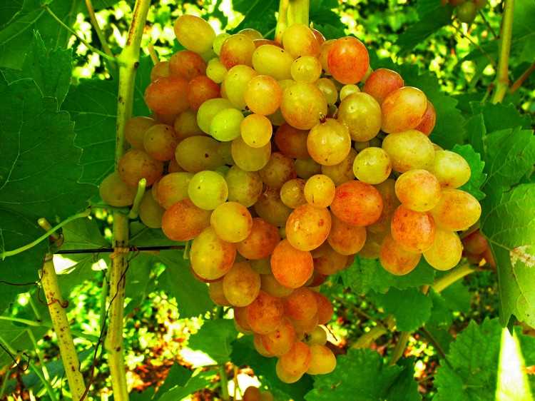 Ранние сорта винограда для разных регионов: как правильно сделать выбор