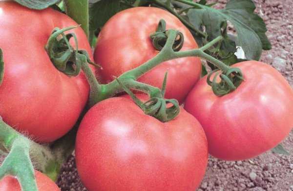 Томат "роза ветров": характеристика, описание сорта, советы по выращиванию отличного урожая помидор, фото-материалы