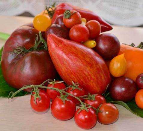 Как прорастить семена помидоров на рассаду правильно в домашних условиях