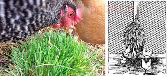 Крапива цыплятам. Курица на траве. Цыплята и бройлеры на траве. Трава для куриц несушек. Ядовитая трава для кур.