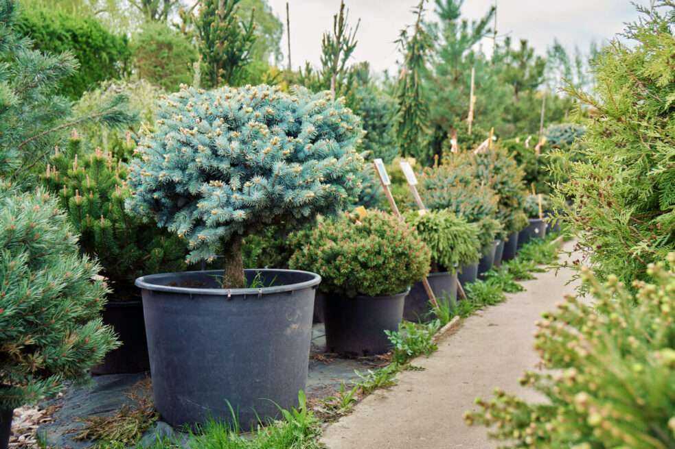 Фото с Адоб стока из раздела Бесплатно https://stock.adobe.com/ru/images/spruce-glauca-in-a-pot-in-outdoor-nursery-garden-shop/286890372?prev_url=detail