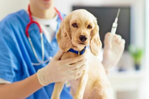 Узнайте о важности вакцинации любимых домашних животных. От обязательных прививок до индивидуального графика вакцинации — узнайте, какие болезни можно предотвратить благодаря вакцинации